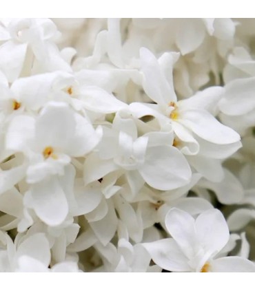 112 - Recuerda a Tubereuse Nue de Tom Ford