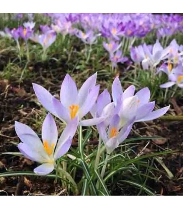 202 - Recuerda a Arabians Tonka de Montale