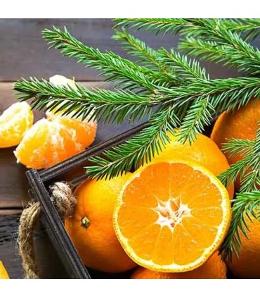 503 - Recuerda a Viking Creed de Creed