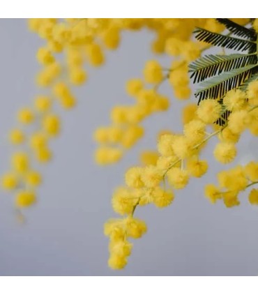 505 - Recuerda a Green Irish Tweed de Creed