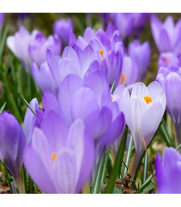 1301 - Recuerda a Baccarat Rouge 540 MFK