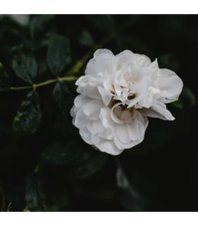 Inspirado en Black Orchid de Tom Ford