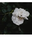 101 - FLOR - Inspirado en Black Orchid de Tom Ford