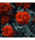 115 - ROSE - Inspirado en Café Rosé de Tom Ford