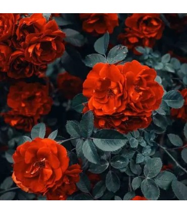 115 - ROSE - Inspirado en Café Rosé de Tom Ford