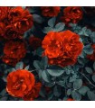 115 - ROSE - Inspirado en Café Rosé de Tom Ford
