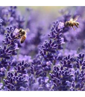 116 - NINO - Inspirado en Noir de Noir  de Tom Ford