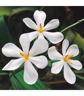 207 - TIARÉ - Inspirado en Intense Tiare de  Montale.