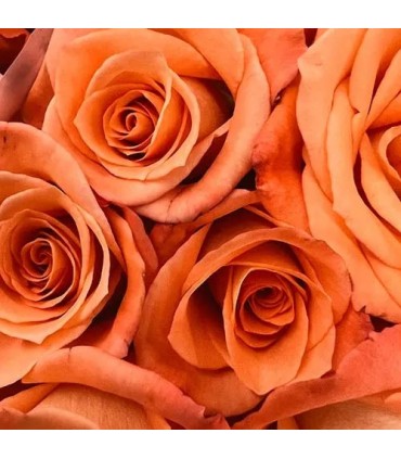 301 - ROSA - Inspirado en Velvet Rose & Oud de Jo Malone