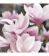 401 - ROCO - Inspirado en VIII Rococo Magnolia de Clive Christian