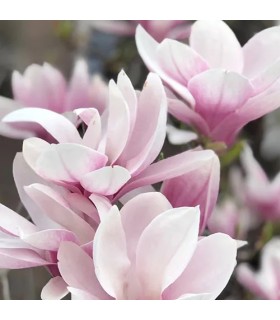 401 - ROCO - Inspirado en VIII Rococo Magnolia de Clive Christian