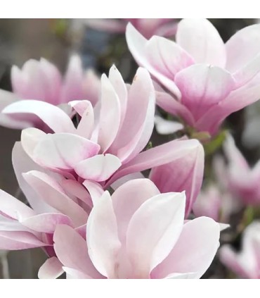 401 - ROCO - Inspirado en VIII Rococo Magnolia de Clive Christian