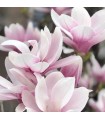 401 - ROCO - Inspirado en VIII Rococo Magnolia de Clive Christiano Magnolia de Clive Christian