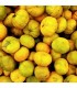 1509 - SWEET - Inspirado en Dolce Amalfi de Xerjoff