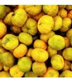 1509 - SWEET - Inspirado en Dolce Amalfi de Xerjoff