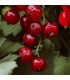 2202 - FRUIT - Inspirado en Almaz de Kajal