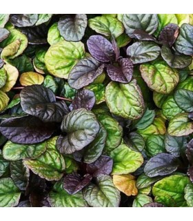 3601 - IL MARE - Inspirado en Acqua di Sale de Profum di Roma